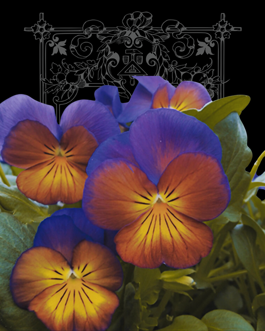 Waraku ‘Midnight Moon’ Pansy Seeds