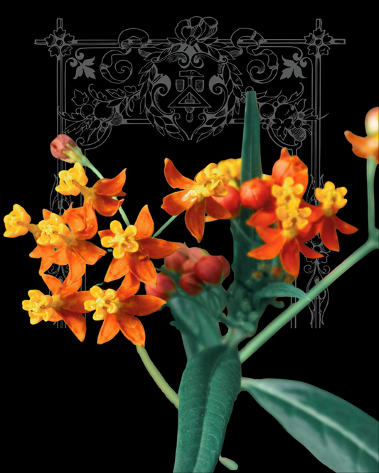 Apollo Orange Milkweed Seeds