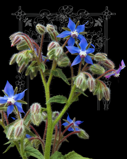 Borage Seeds