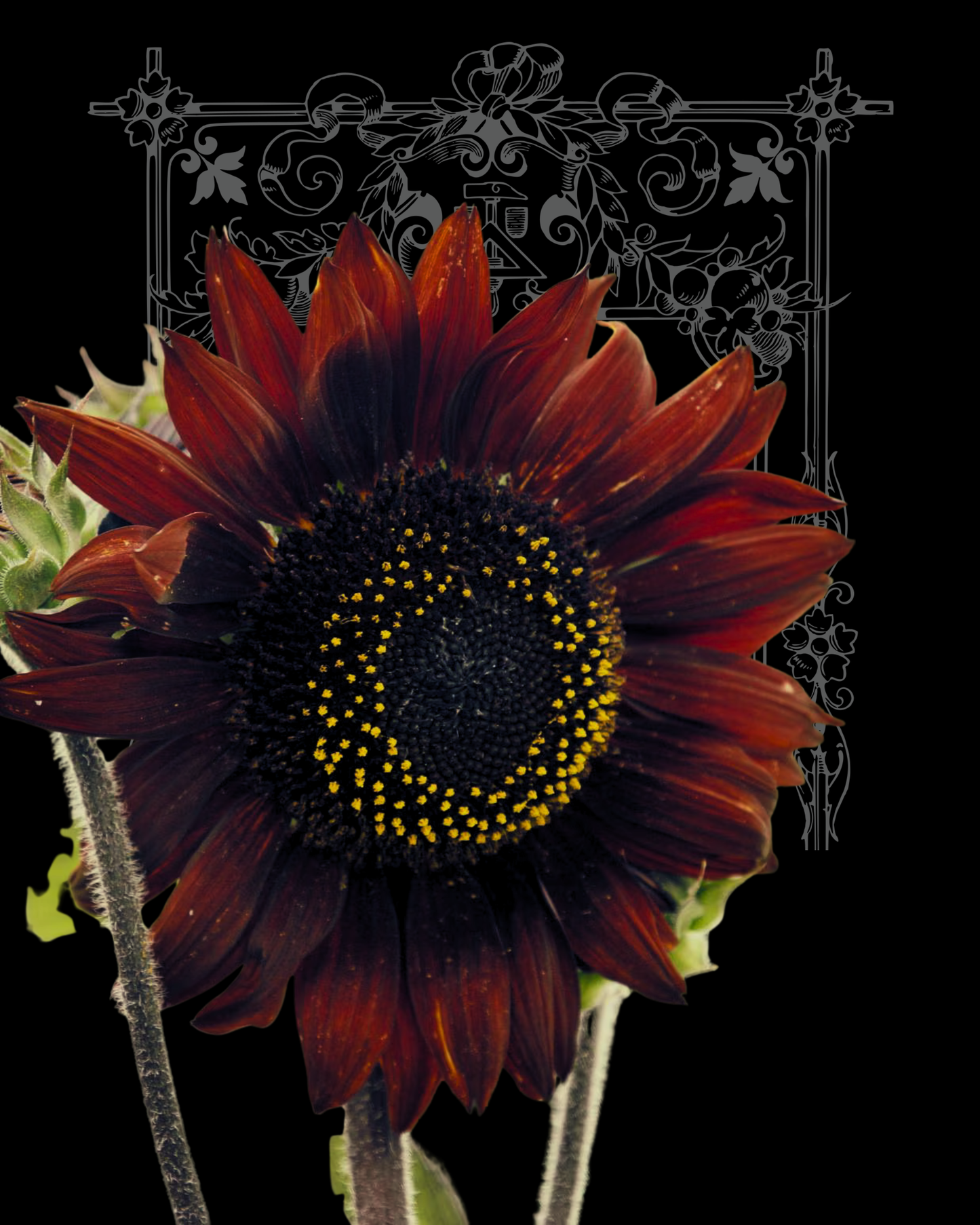Chocolate Cherry Sunflower Seeds