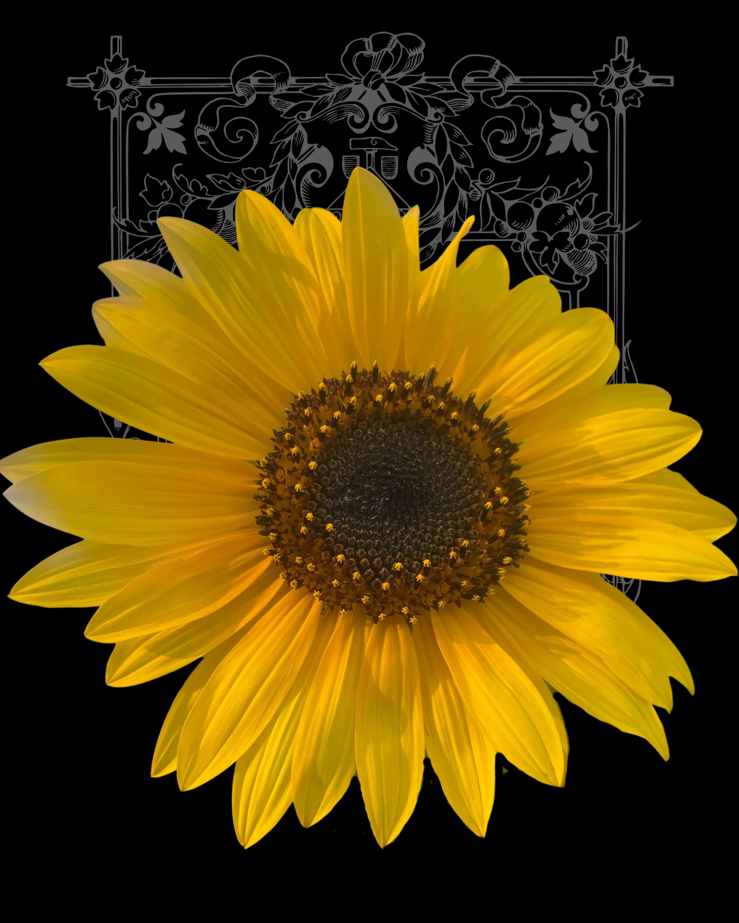 Lemon Queen Sunflower Seeds