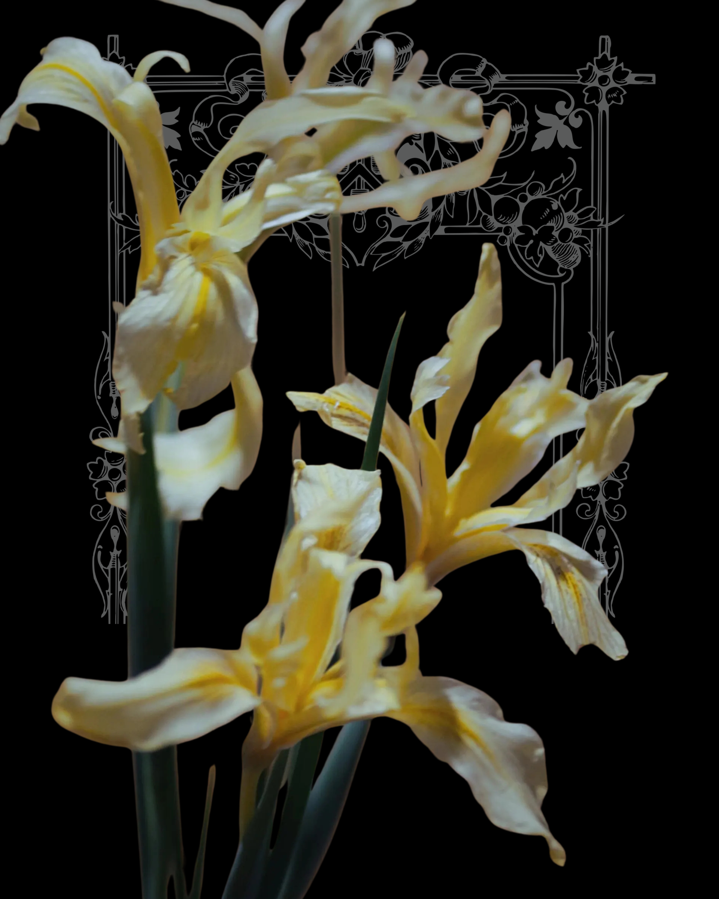 Bowltube Iris Seeds