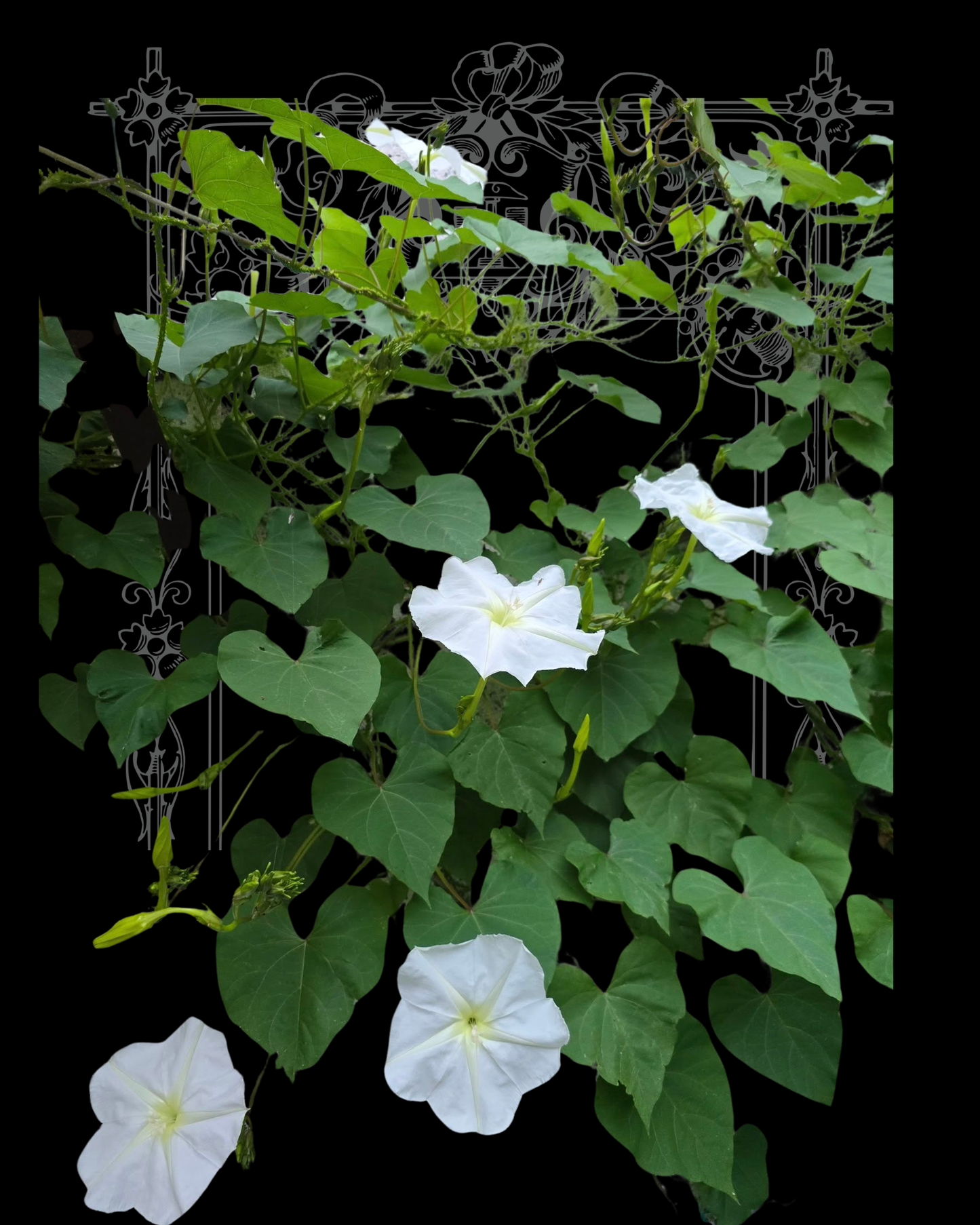 Moonflower Seeds