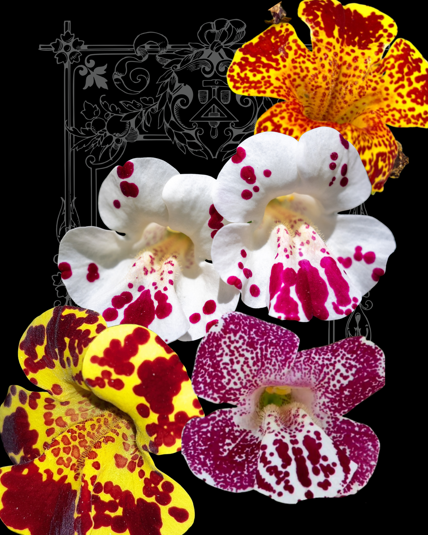 Magic Series Mimulus Monkeyflower Seeds