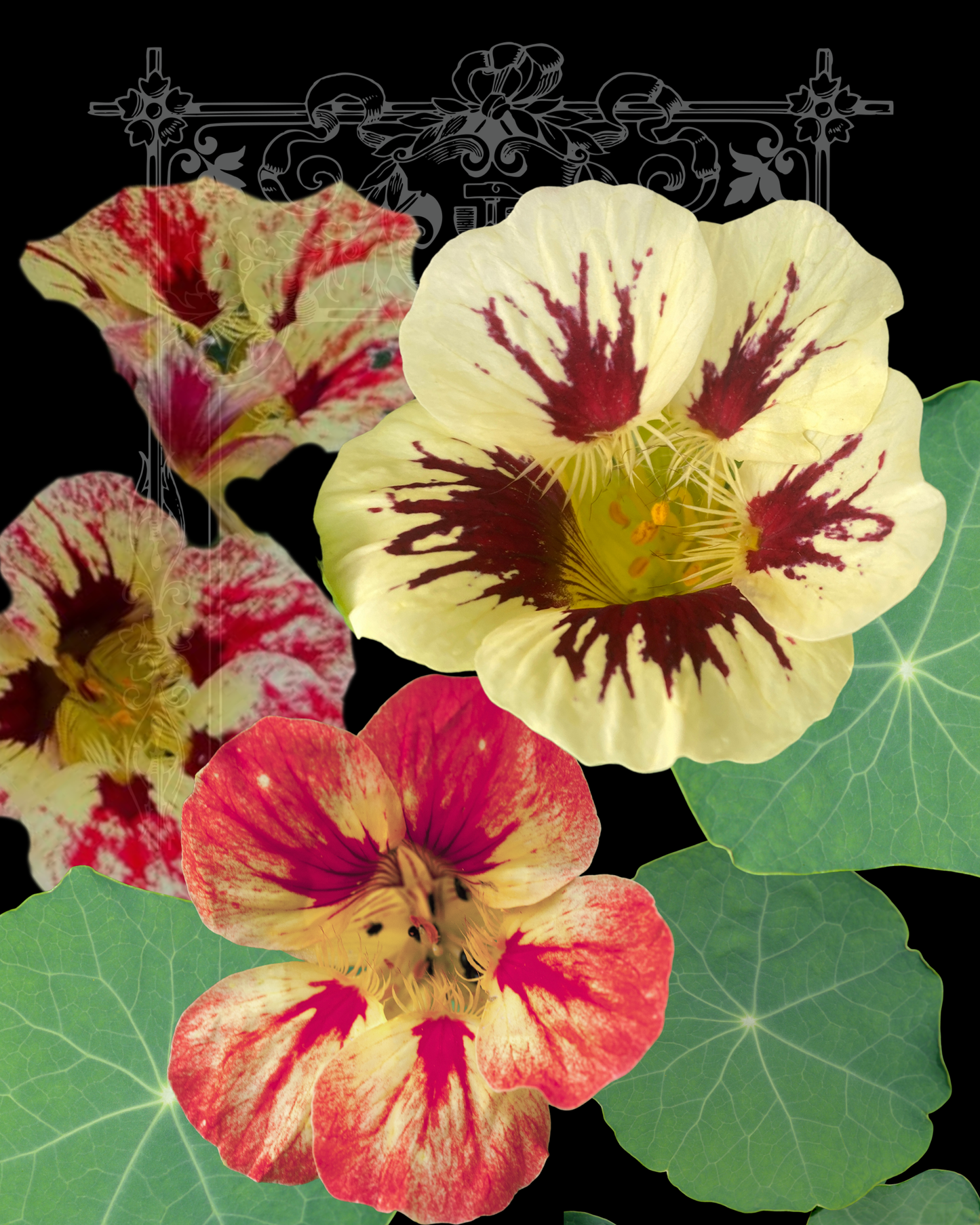 Bloody Mary Nasturtium Seeds