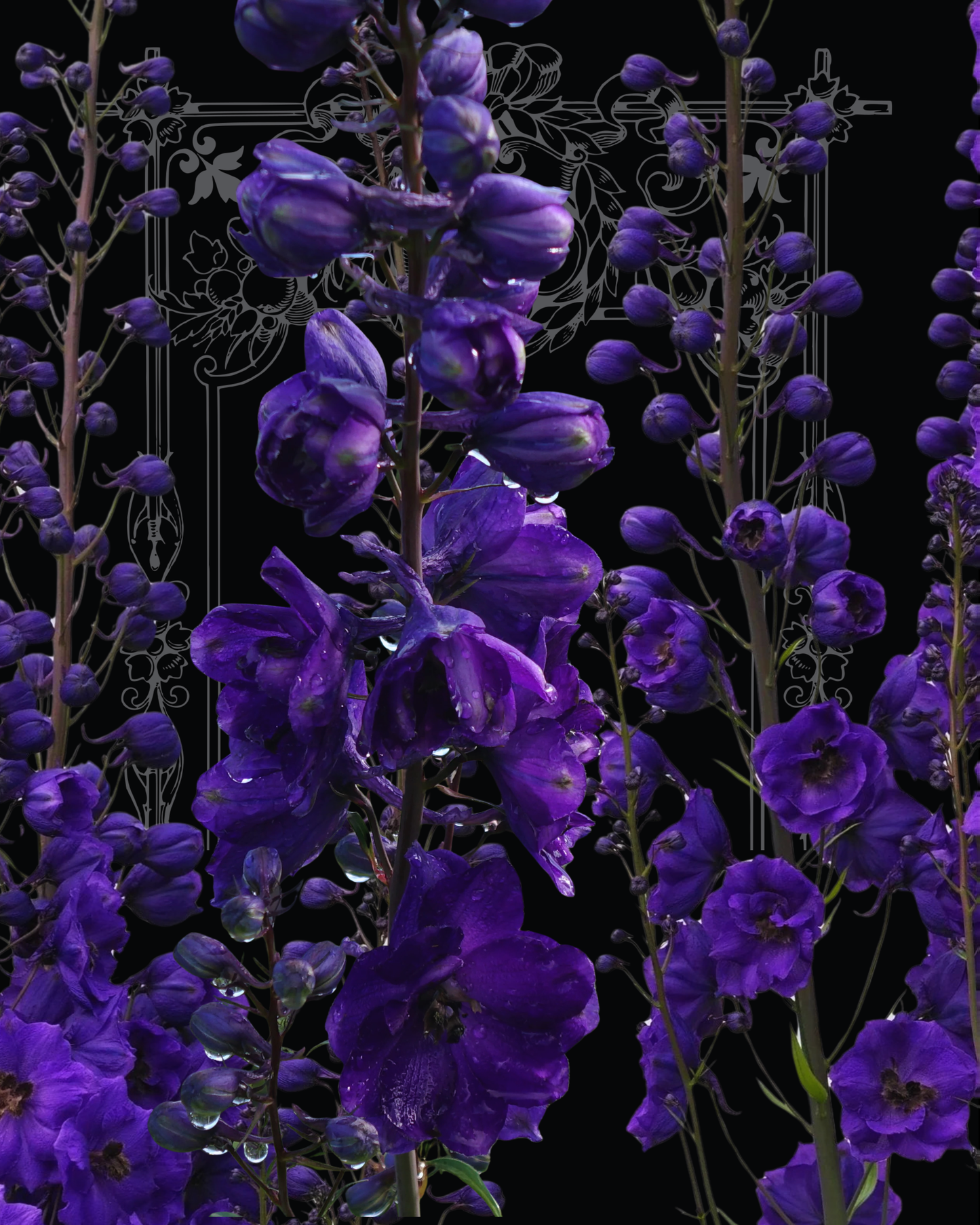 Black Knight Delphinium Seeds