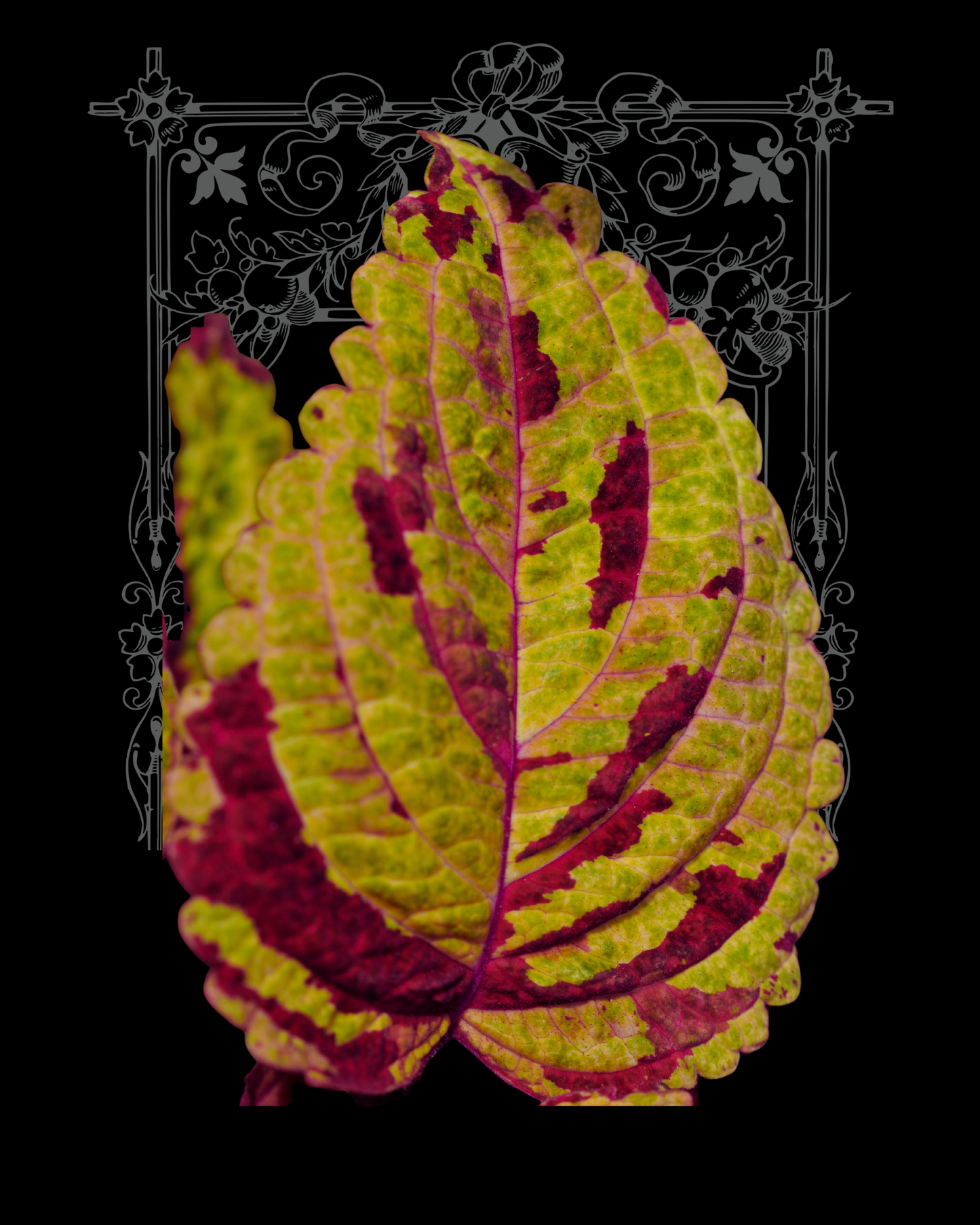 Mighty Mosaic Coleus Seeds PS