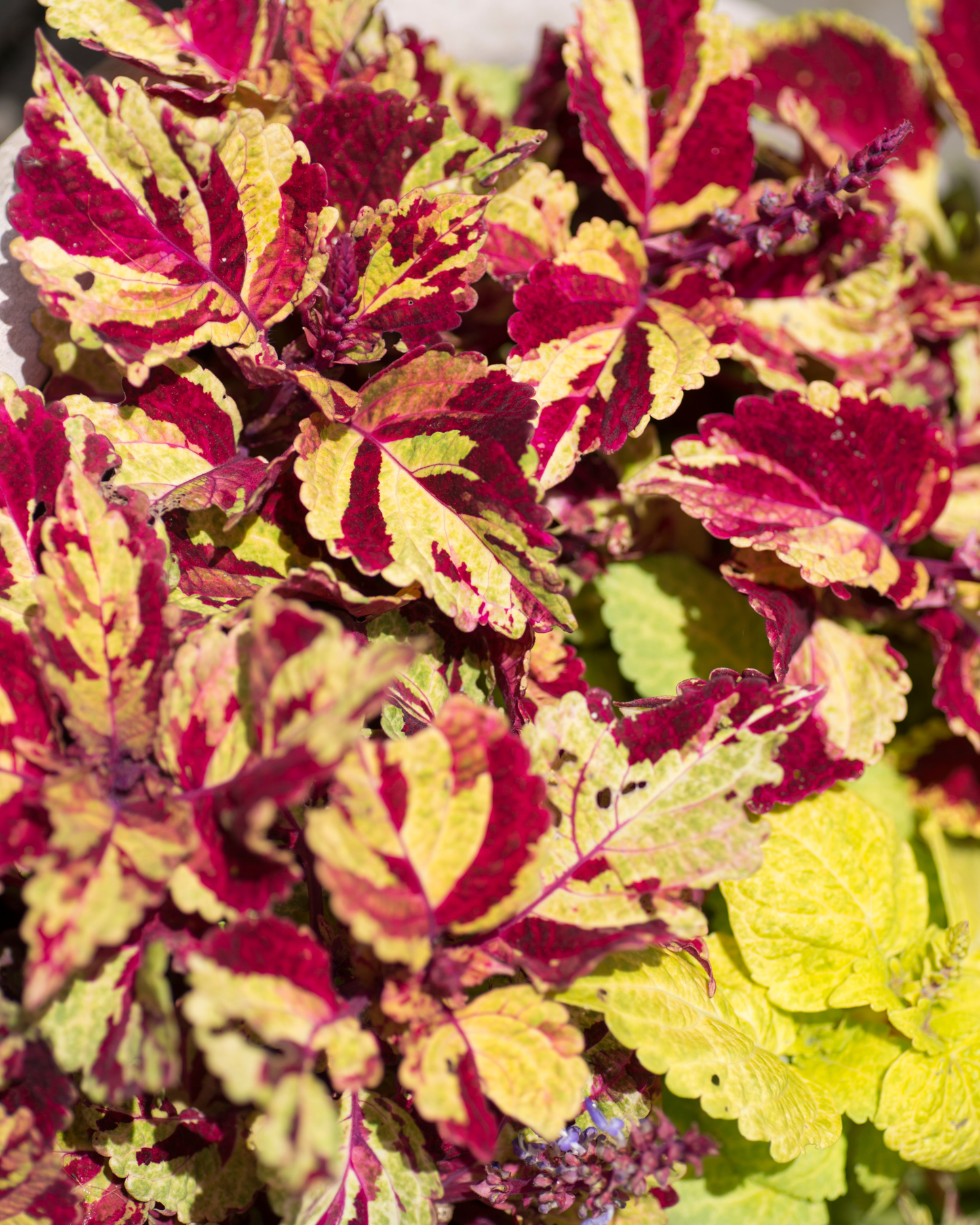 Mighty Mosaic Coleus Seeds PS