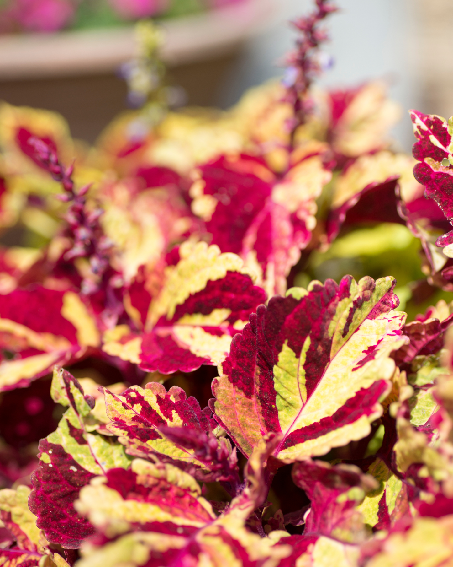 Mighty Mosaic Coleus Seeds PS