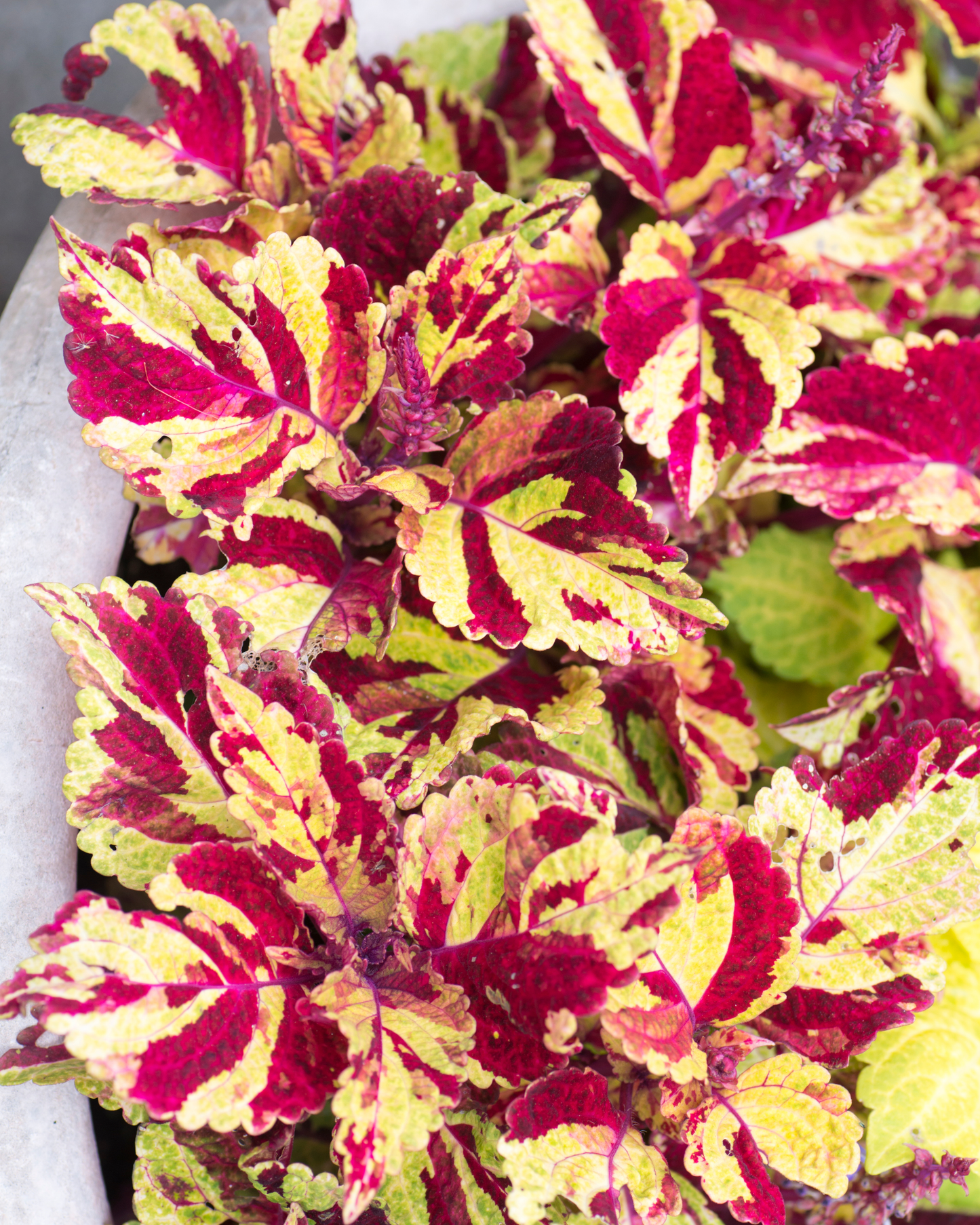 Mighty Mosaic Coleus Seeds PS