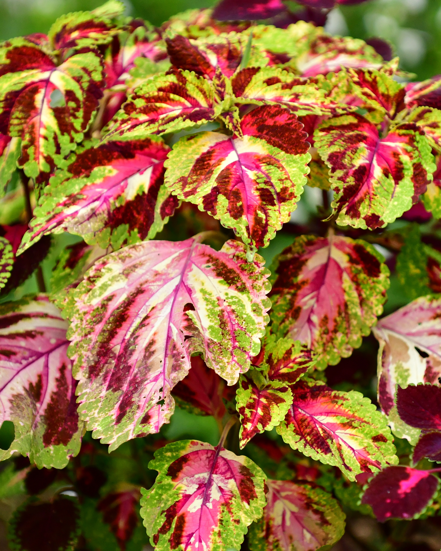 Mighty Mosaic Coleus Seeds PS