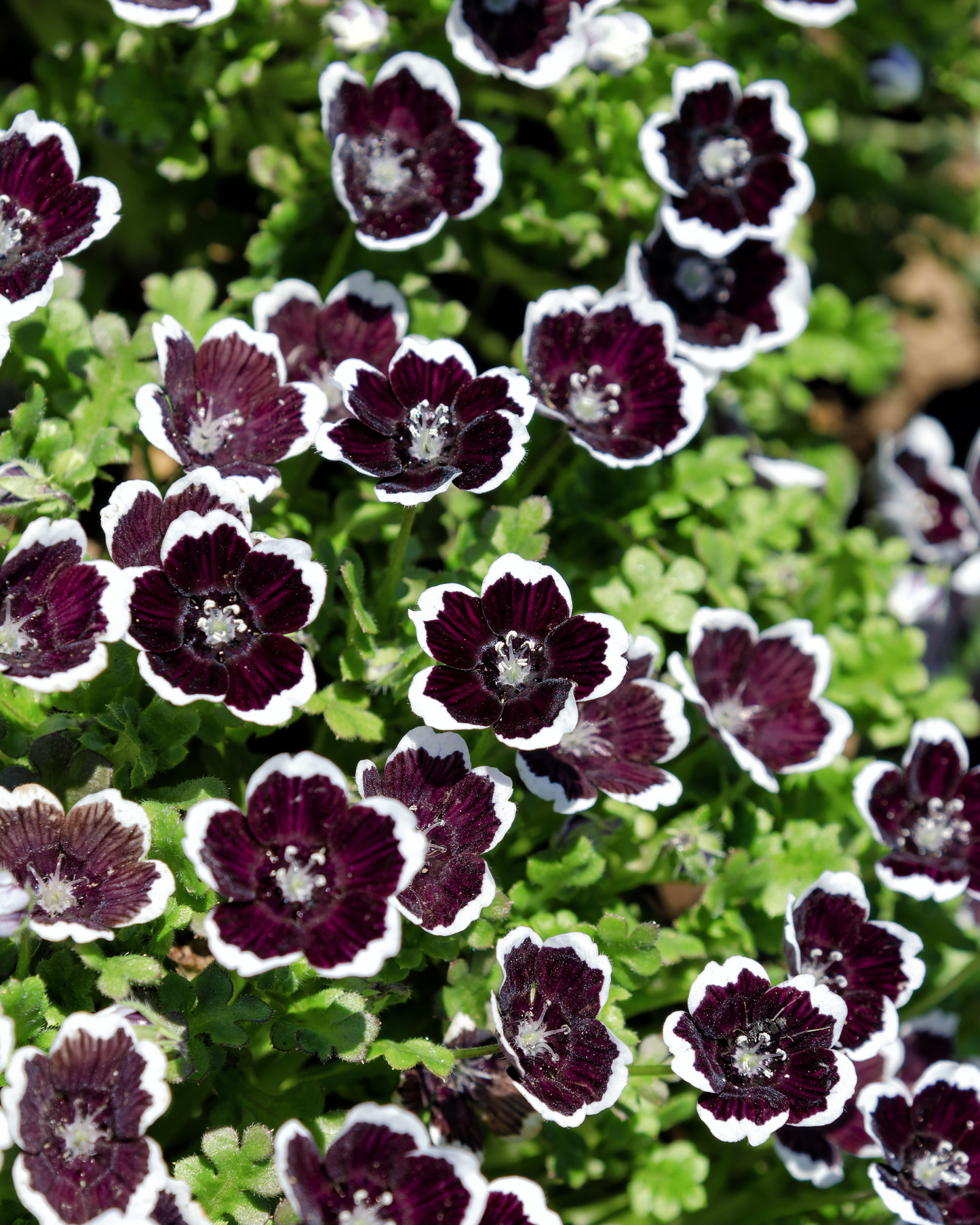 100+ Penny Black Seeds