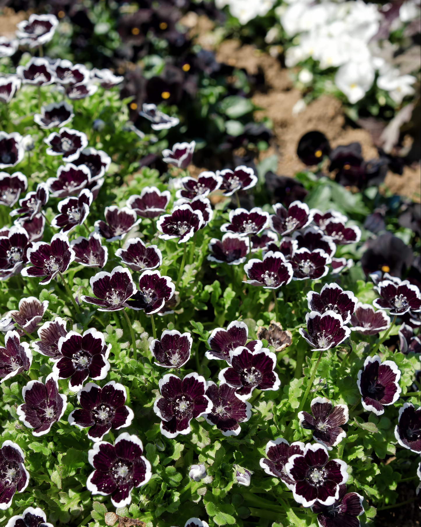 100+ Penny Black Seeds