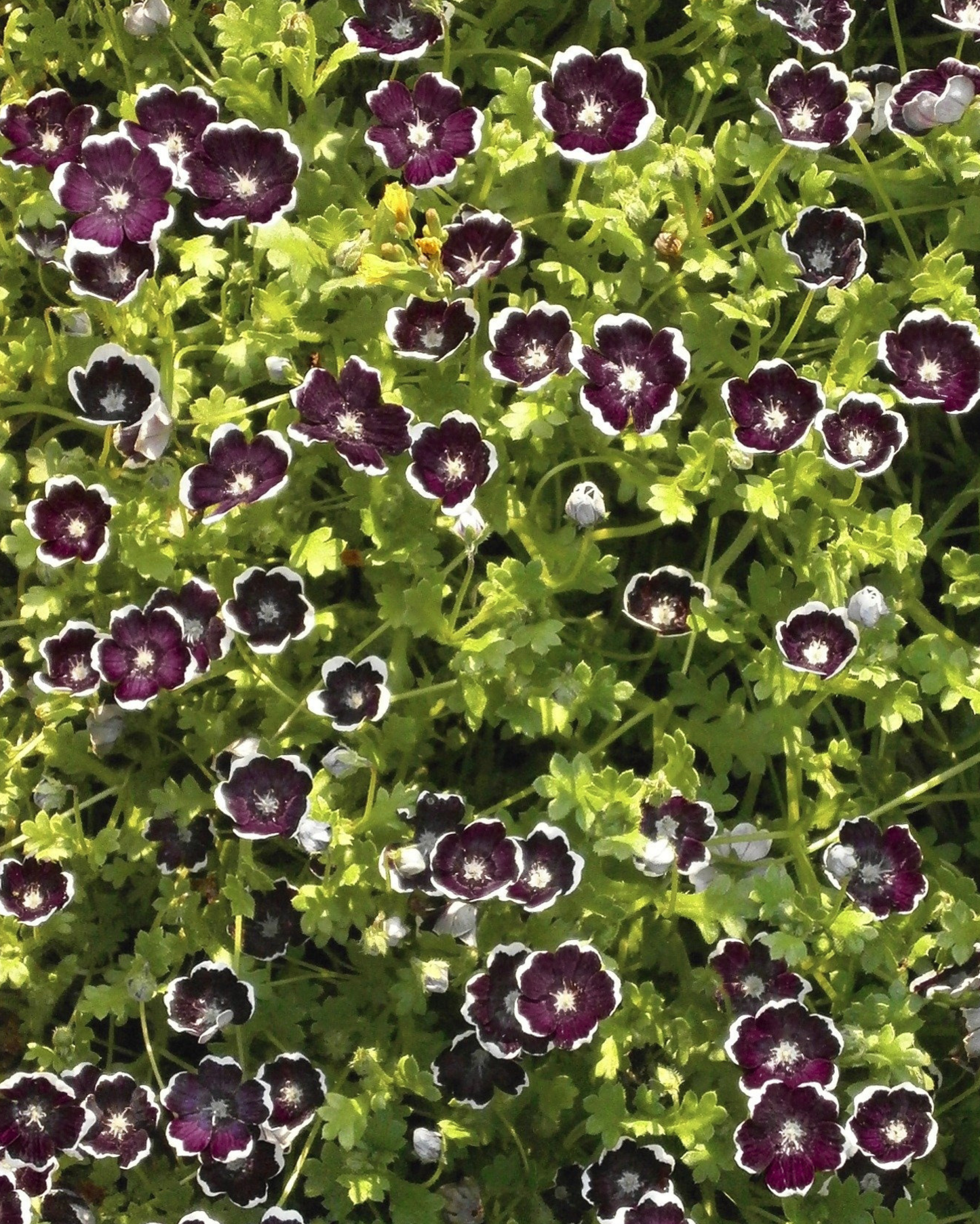 100+ Penny Black Seeds