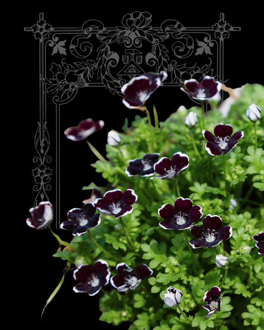 100+ Penny Black Seeds