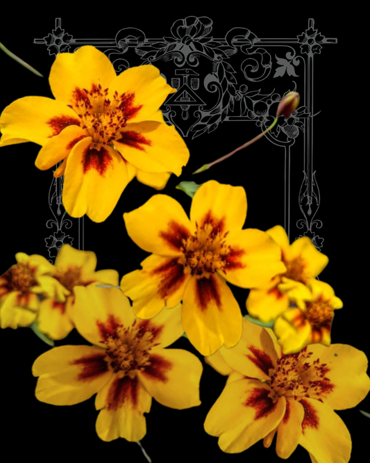 Dainty Marietta Marigold Seeds