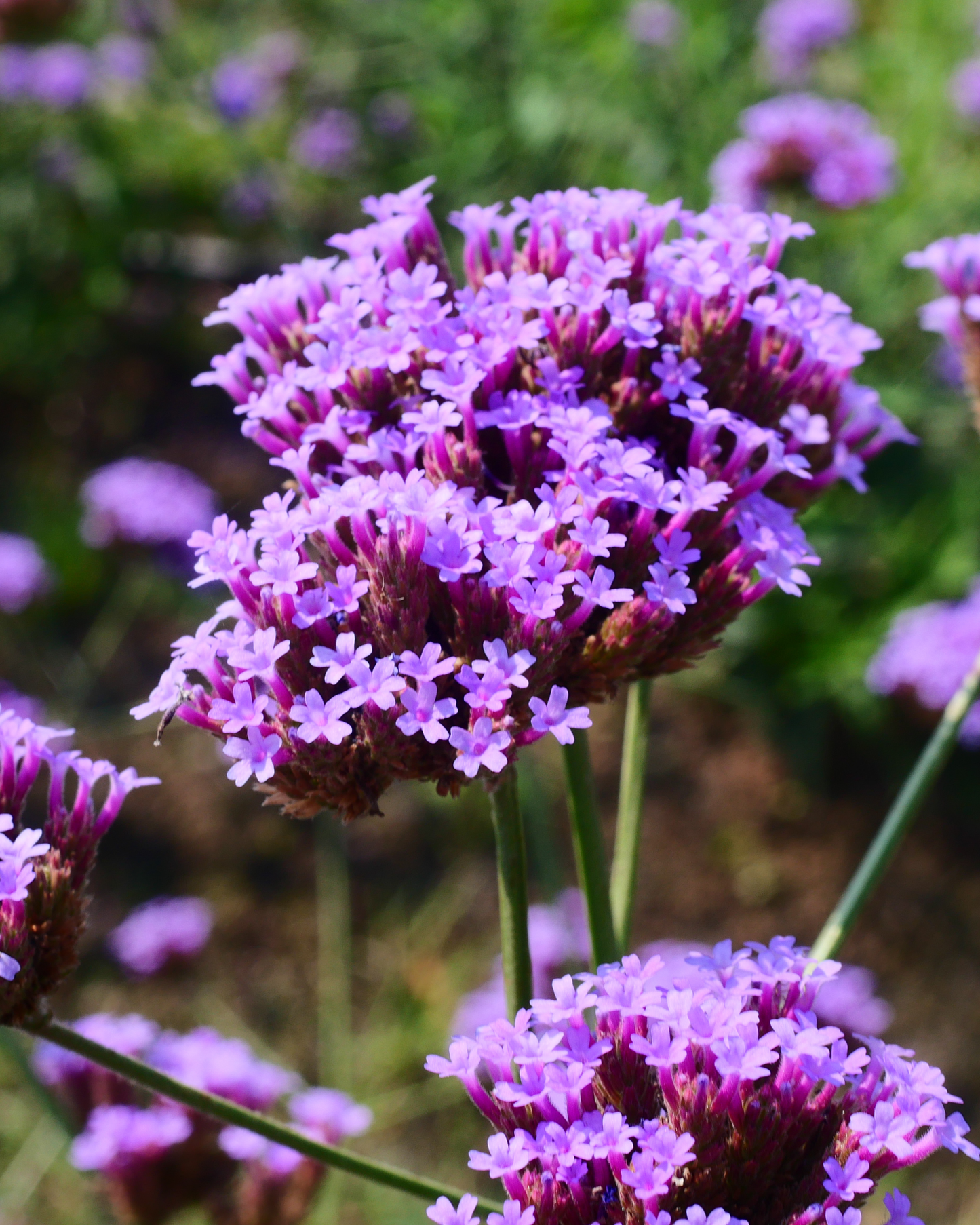 500+ Verbena Bonariensis 'Purpletop Vervain" Seeds
