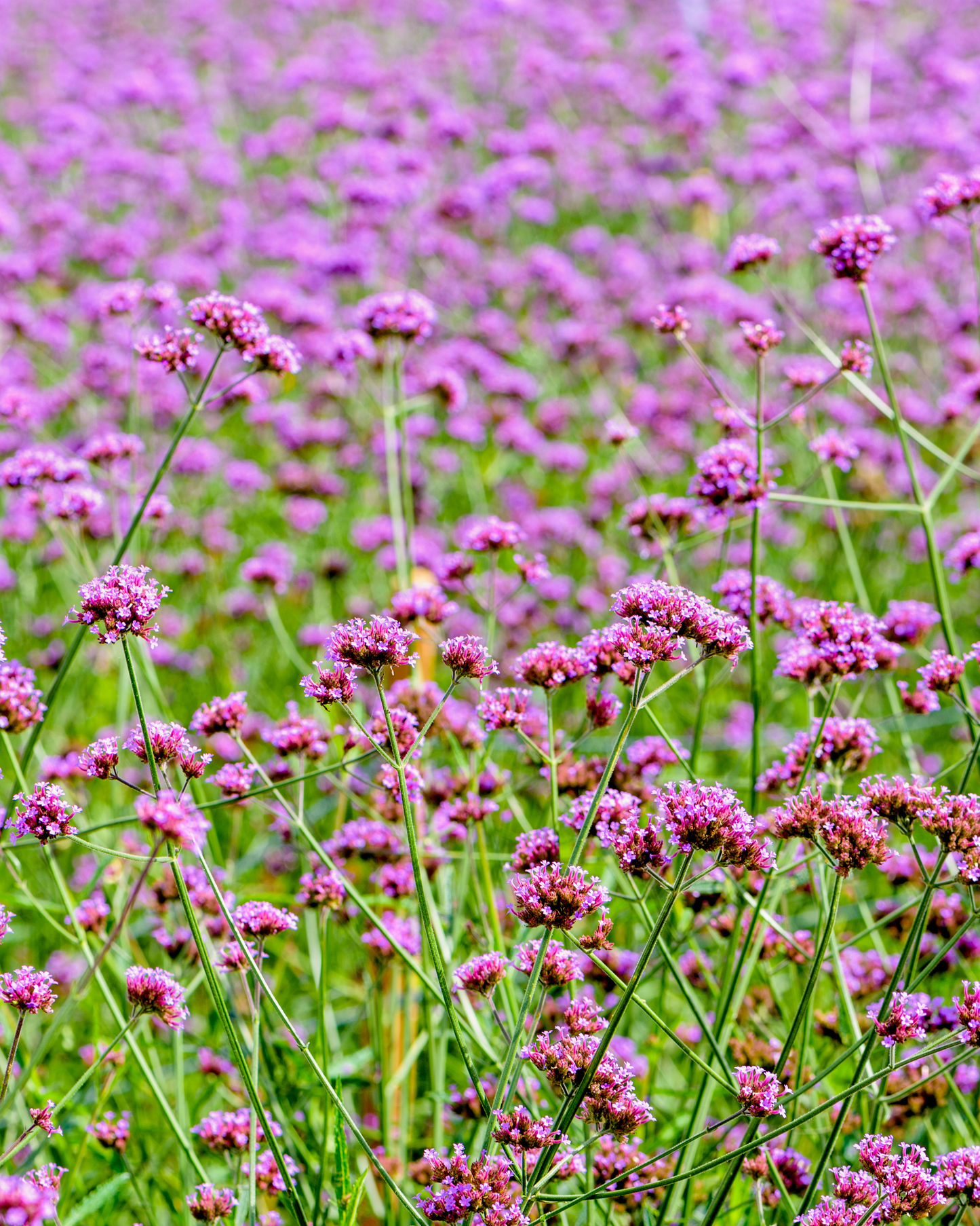 500+ Verbena Bonariensis 'Purpletop Vervain" Seeds