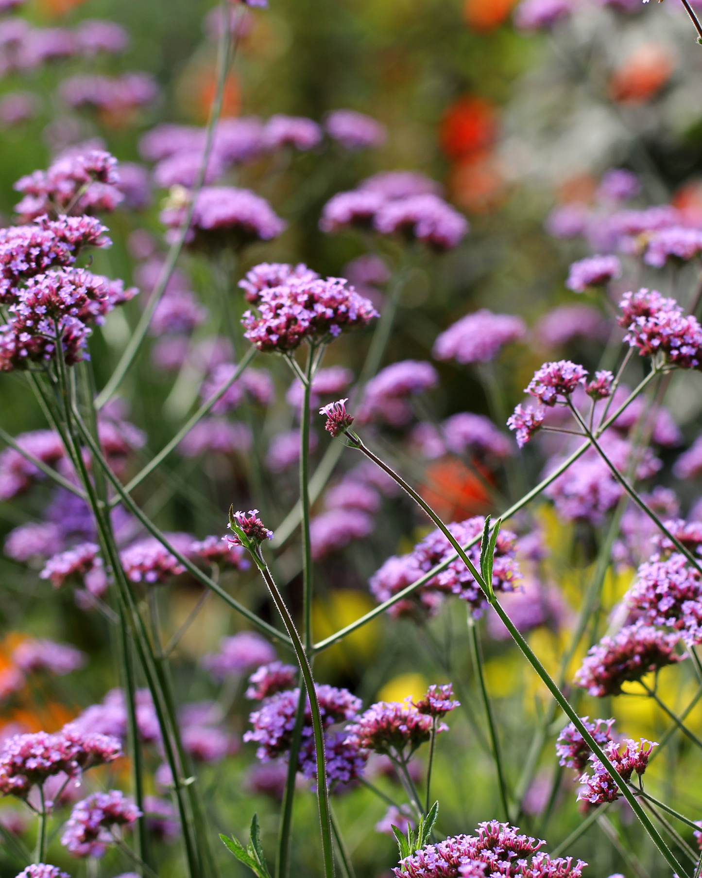 500+ Verbena Bonariensis 'Purpletop Vervain" Seeds