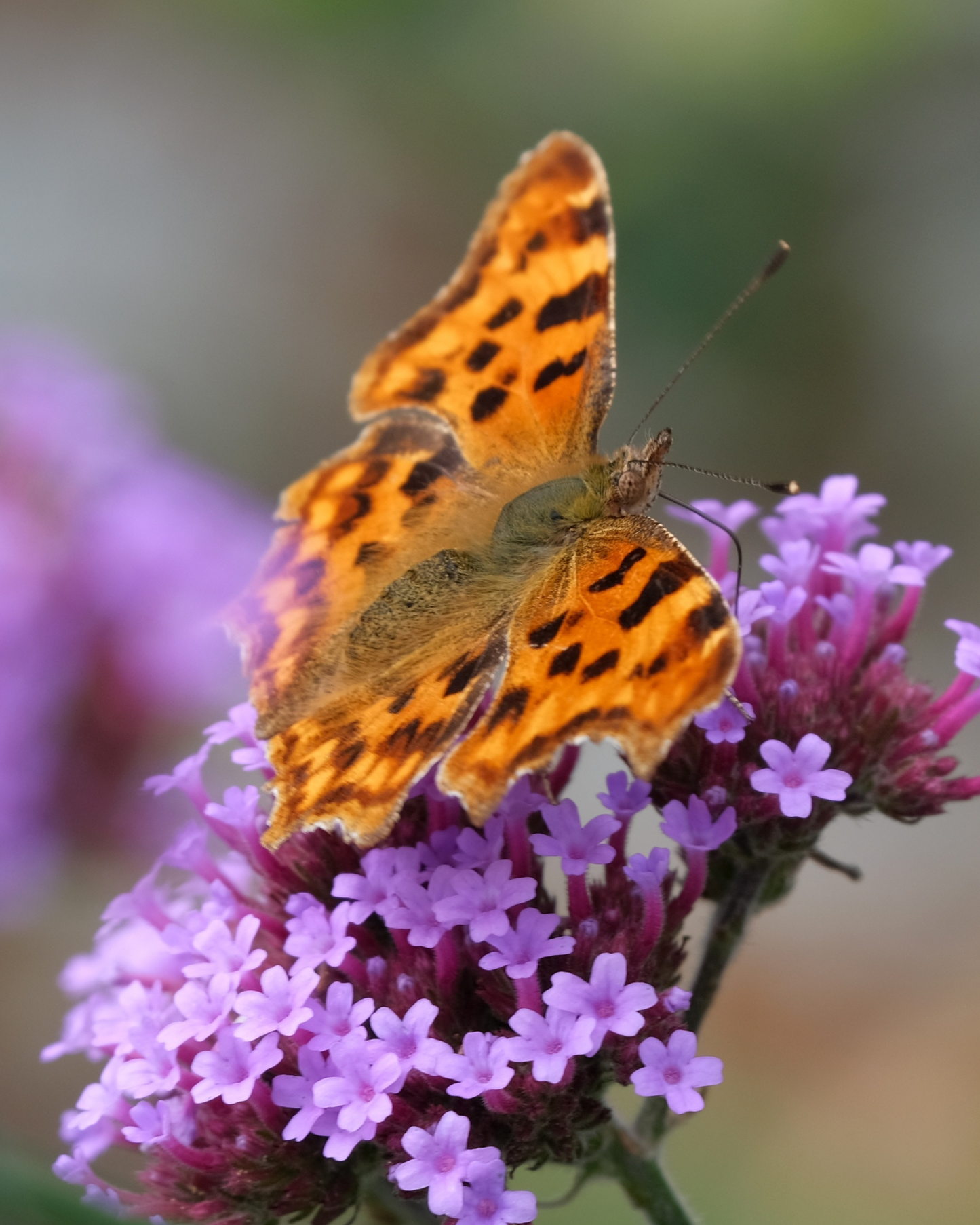 500+ Verbena Bonariensis 'Purpletop Vervain" Seeds