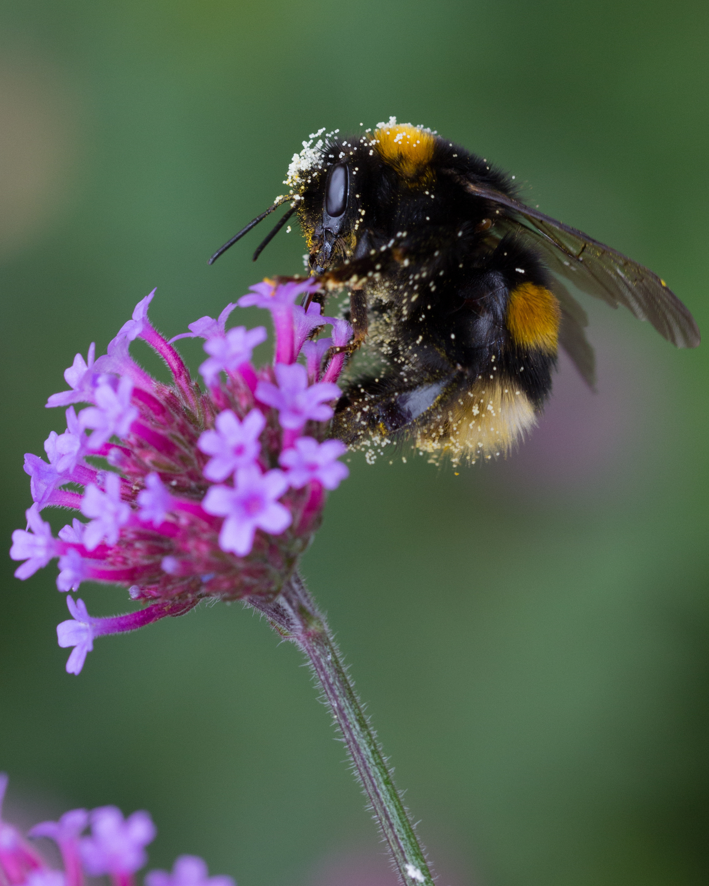 500+ Verbena Bonariensis 'Purpletop Vervain" Seeds