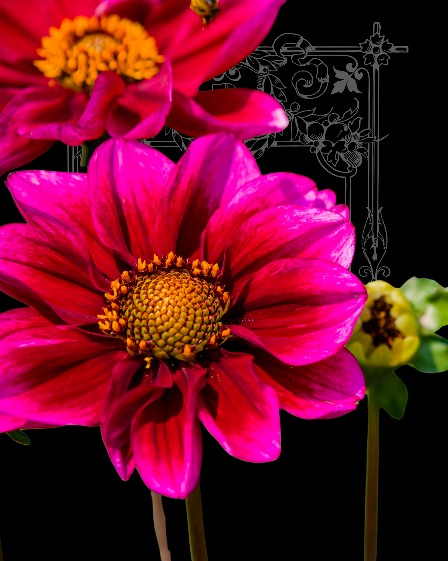 Bishops Children Dahlia