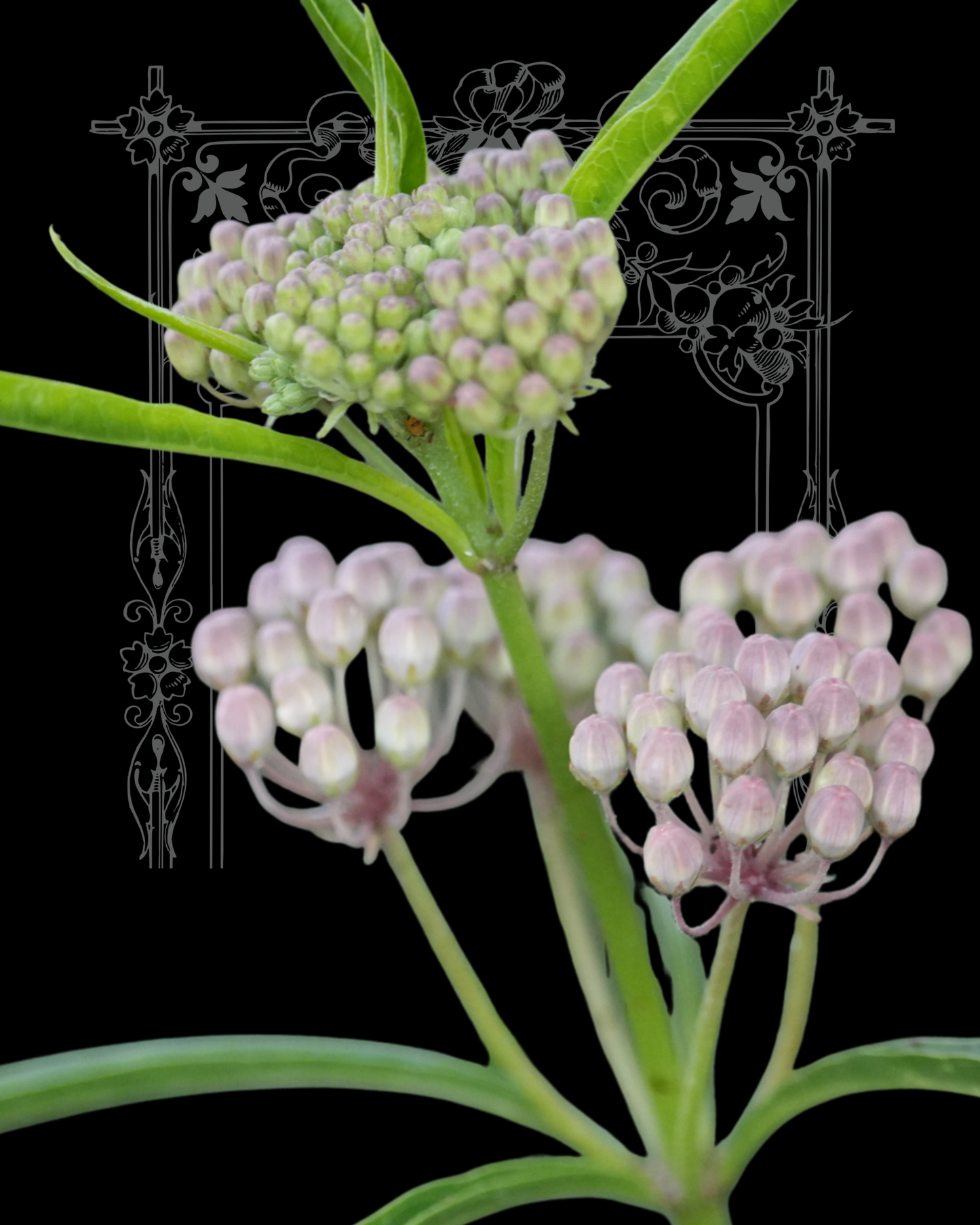 Narrowleaf Milkweed Seeds