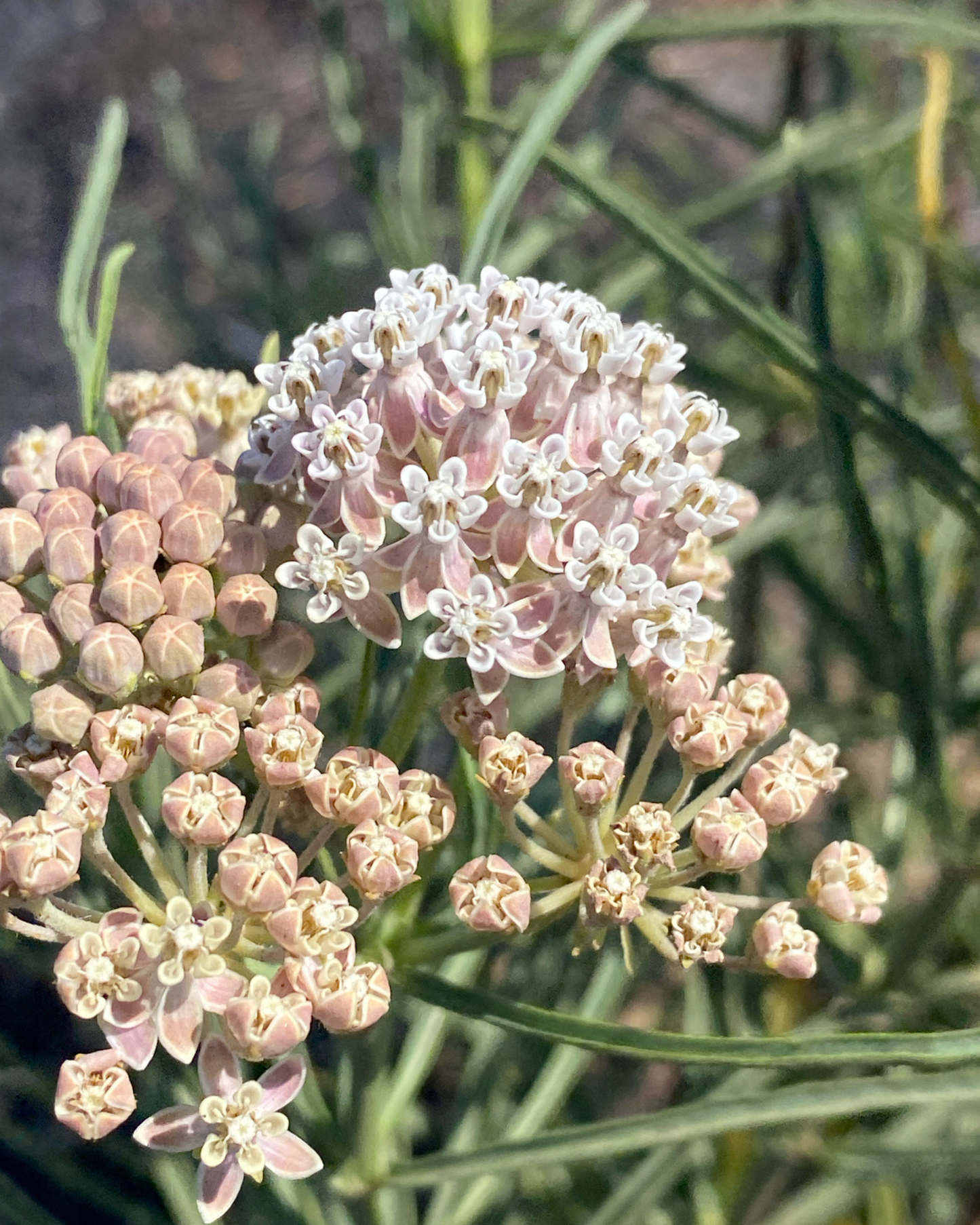 Narrowleaf Milkweed Seeds