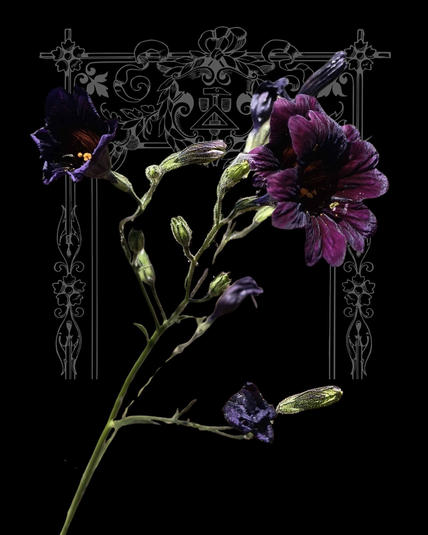 Black Trumpet Salpiglossis Seeds