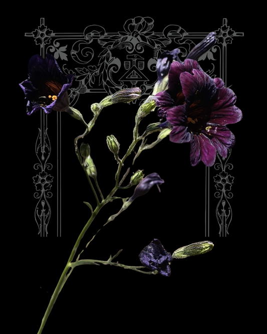 Black Trumpet Salpiglossis Seeds