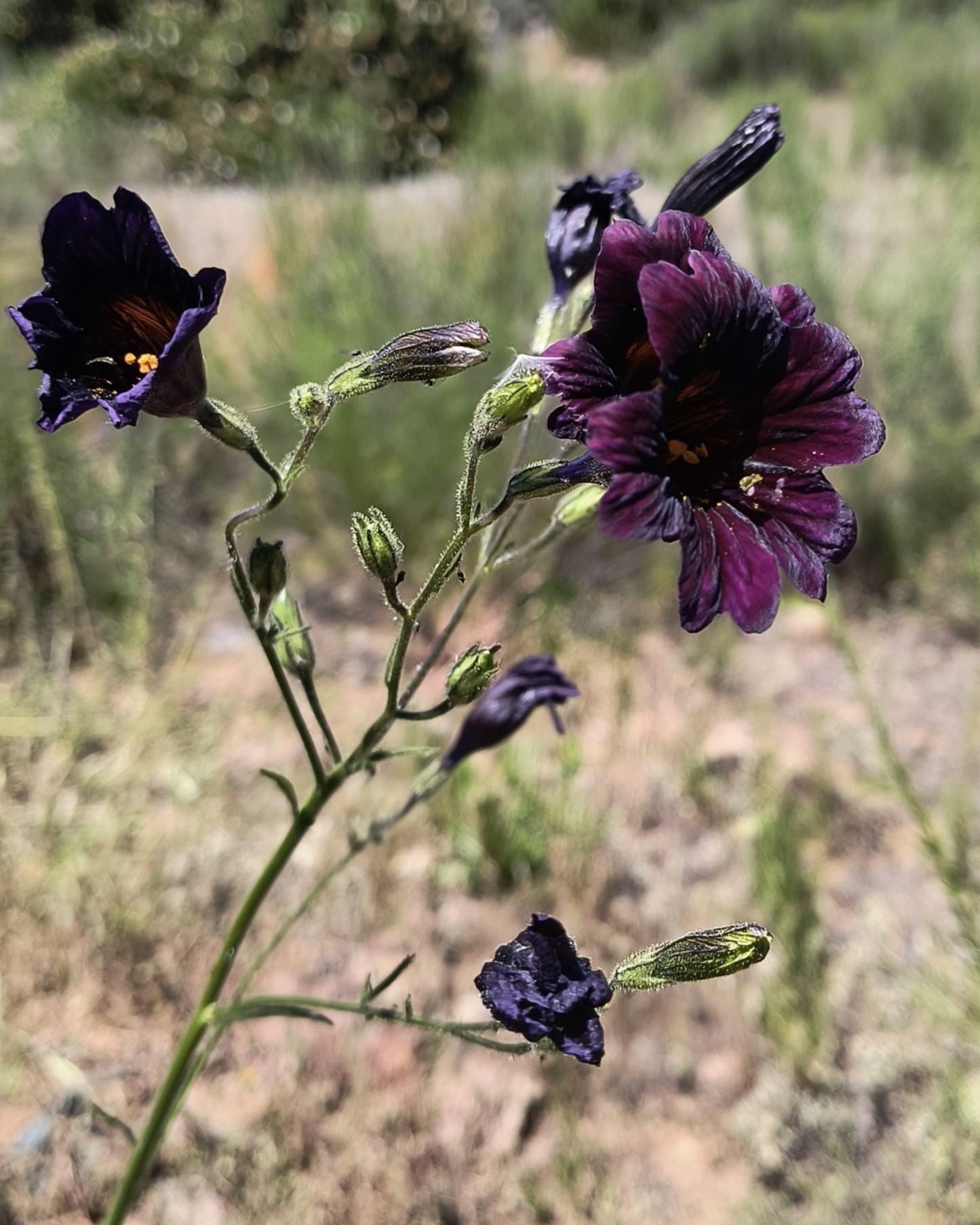 Black Trumpet Salpiglossis Seeds