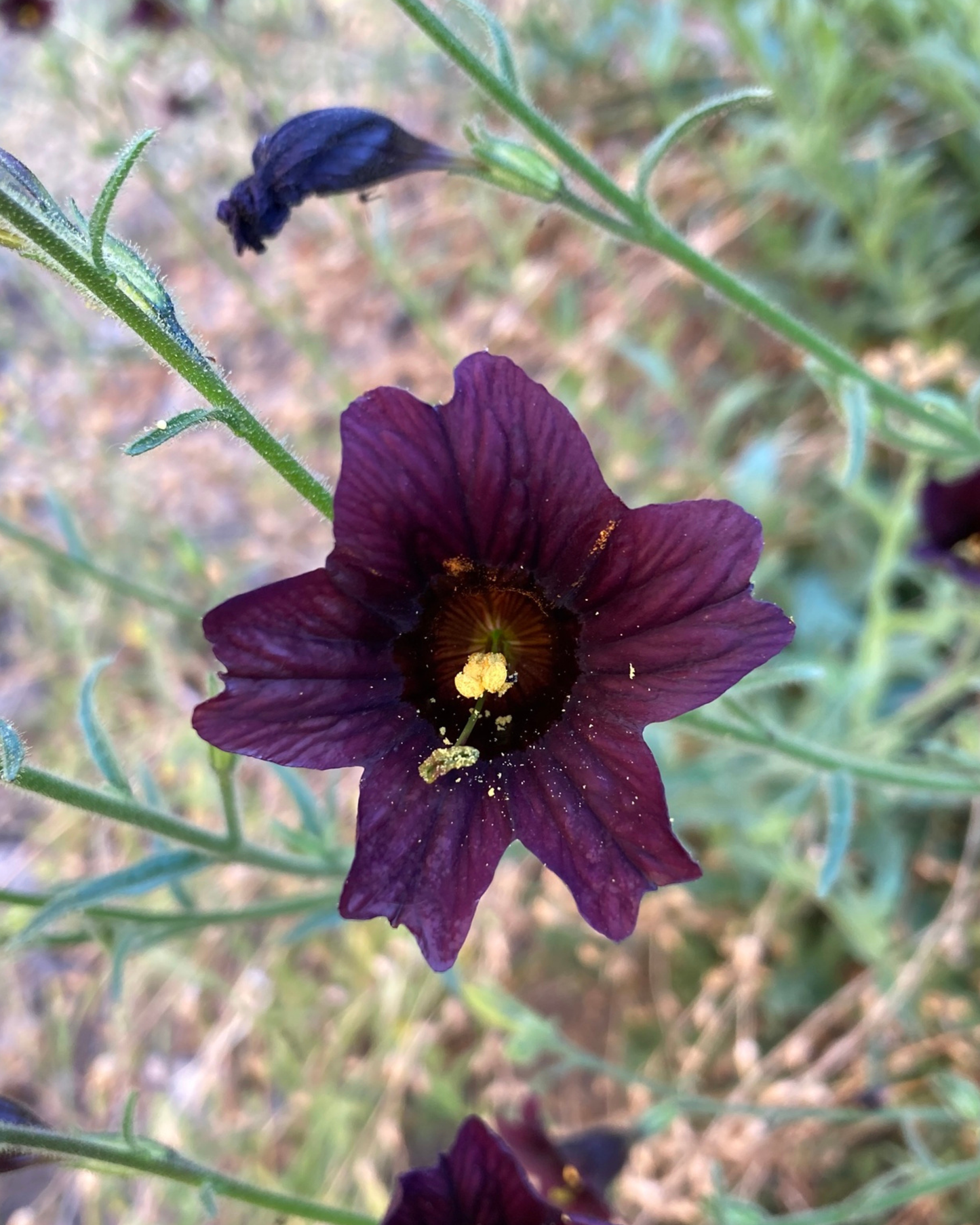Black Trumpet Salpiglossis Seeds