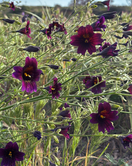 Black Trumpet Salpiglossis Seeds