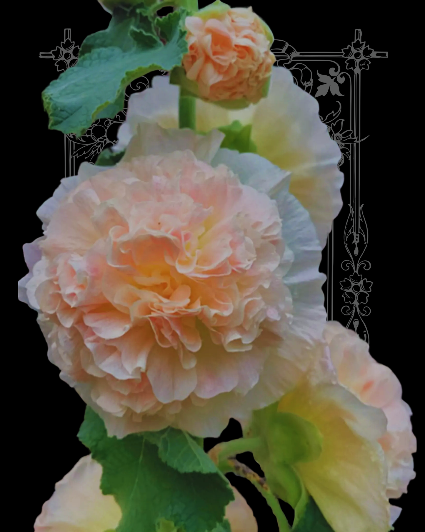 Chater's Double Salmon Hollyhock Seeds