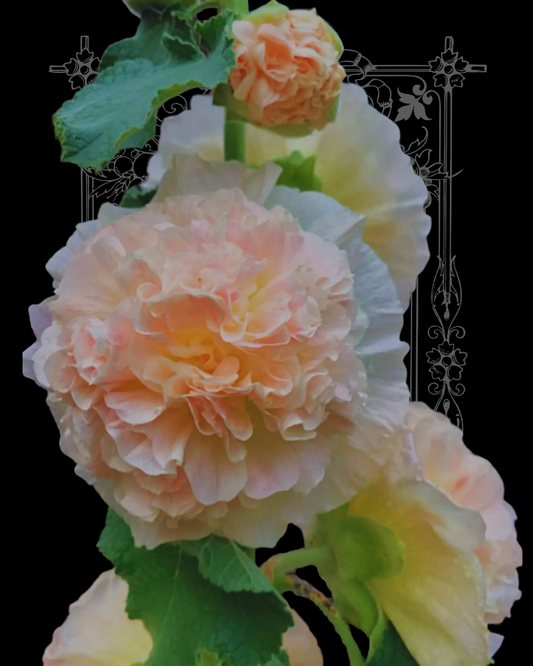 Chater's Double Salmon Hollyhock Seeds