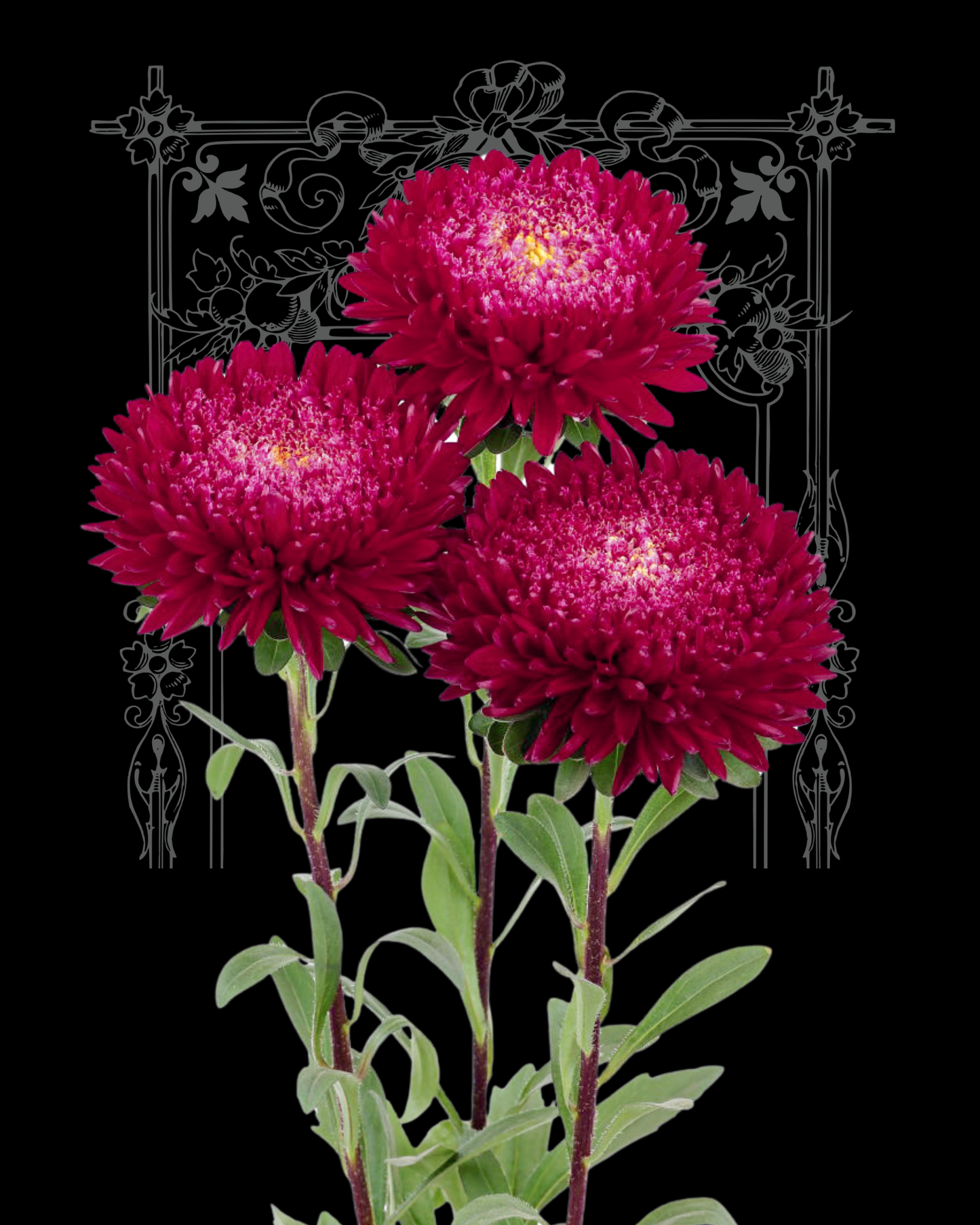 Azumi XL Red Aster Seeds