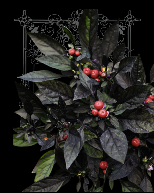 Black Olive Ornamental Pepper Seeds