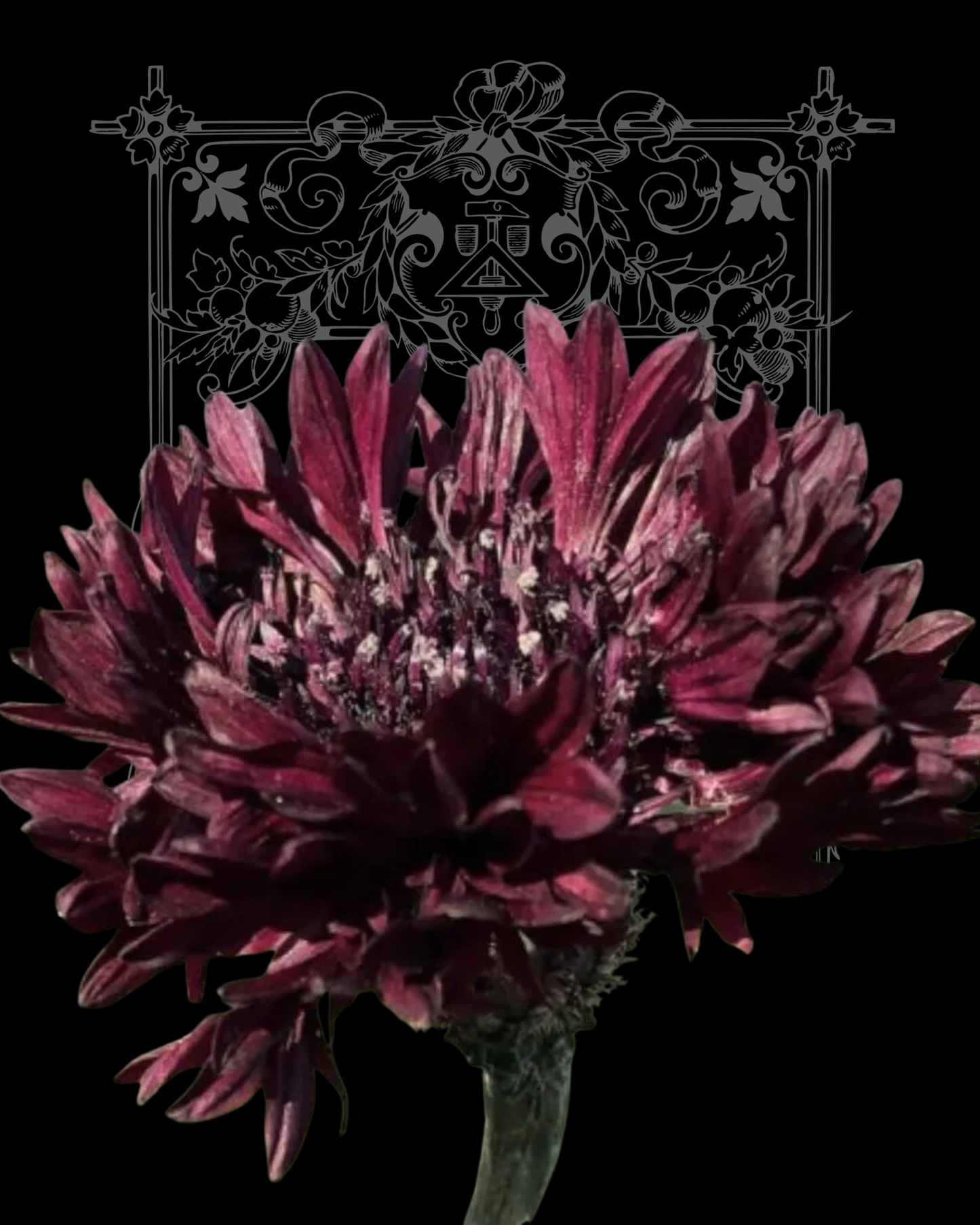 Black Bachelor Button Seeds