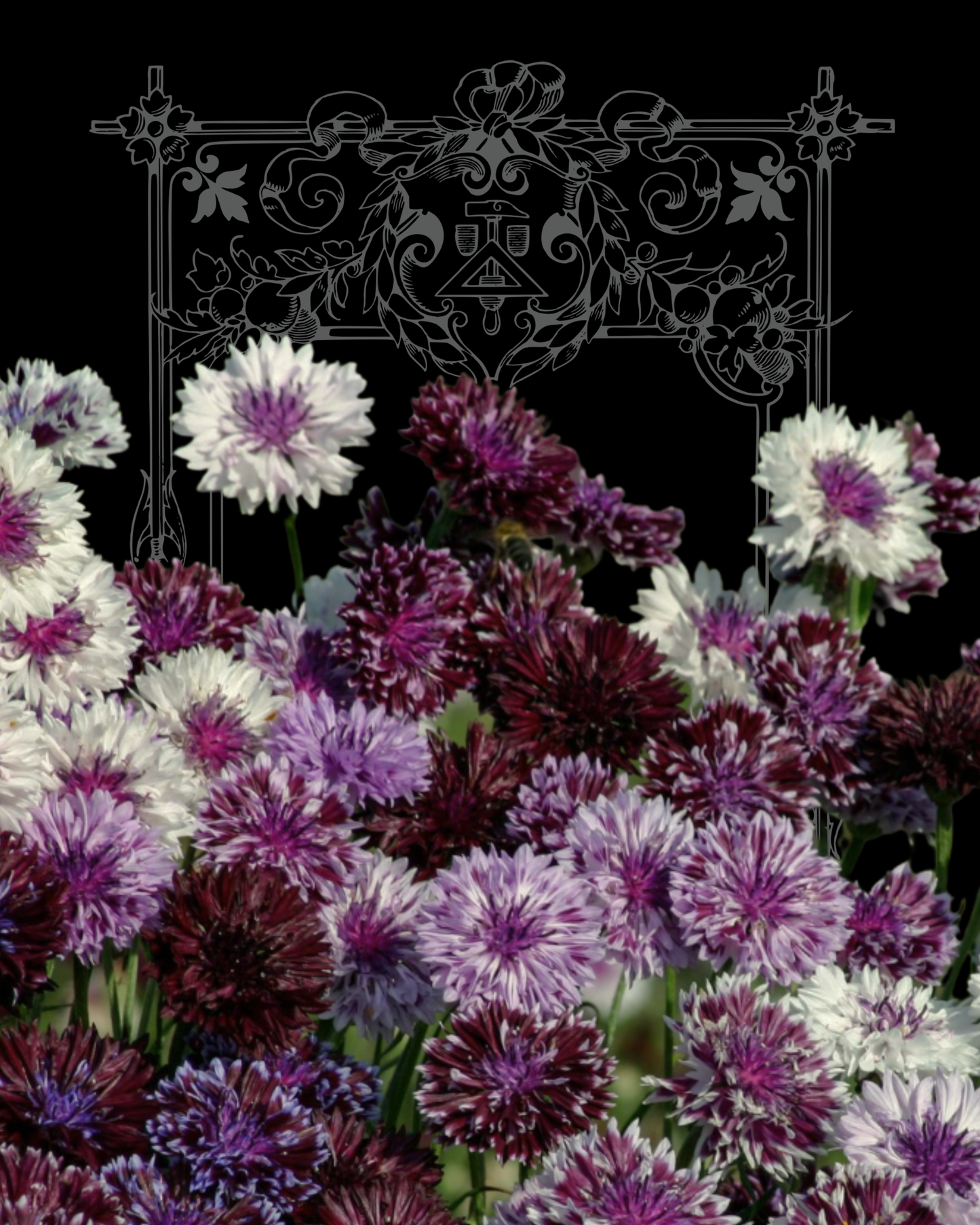 Classic Magic Bachelor Button Seeds