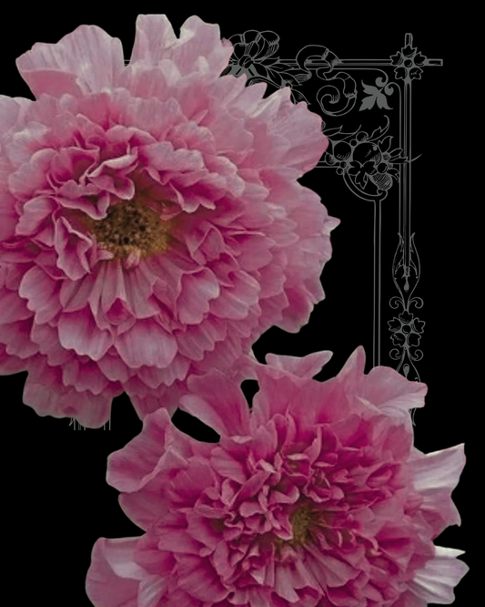 Double Dutch Rose Cosmo Seeds