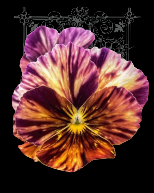 Brush Strokes Viola Seeds