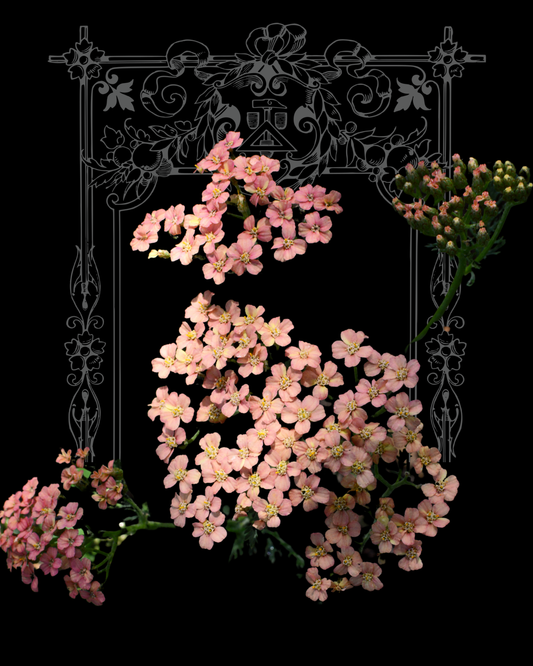 Love Parade Siberian Yarrow Seeds