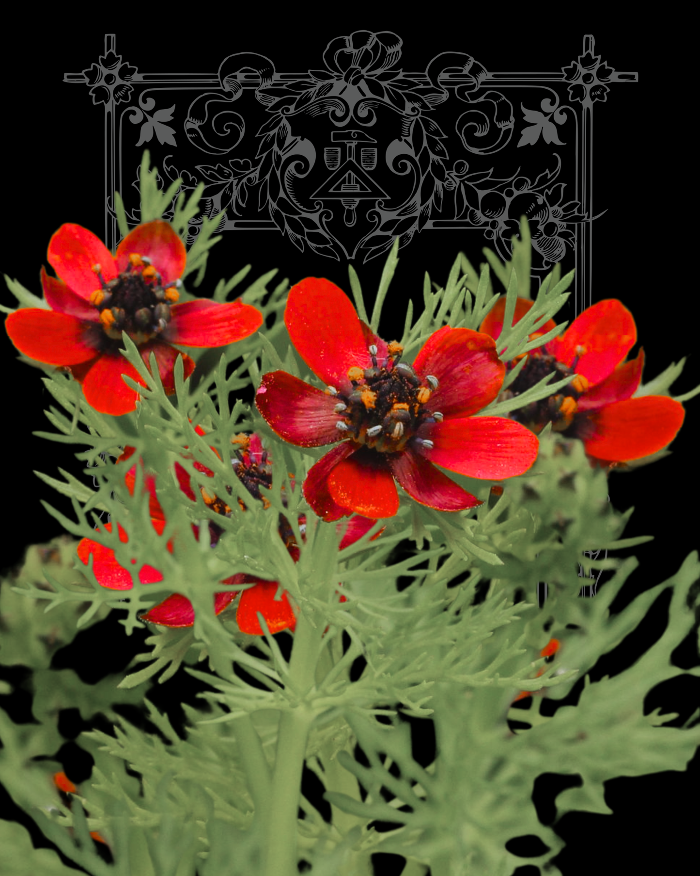 Pheasant’s Eye Seeds