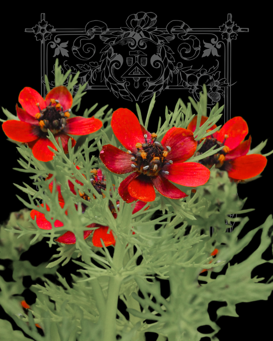 Pheasant’s Eye Seeds