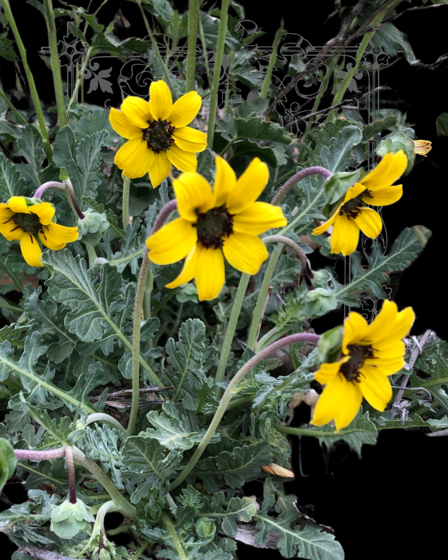 Chocolate Flower Seeds