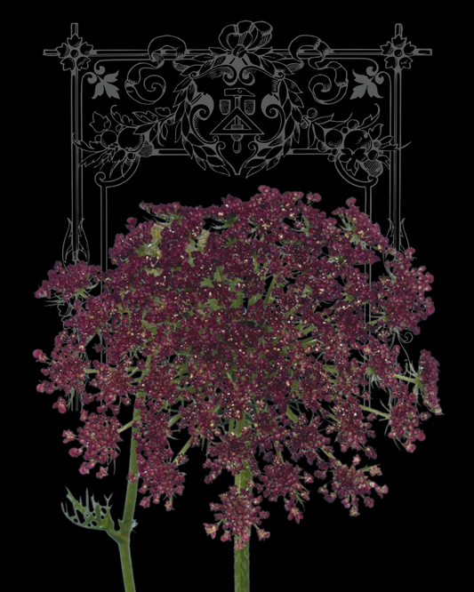 Chocolate Ammi Seeds