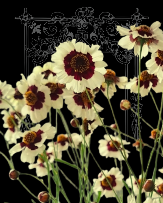 Corusco Cream Coreopsis Seeds