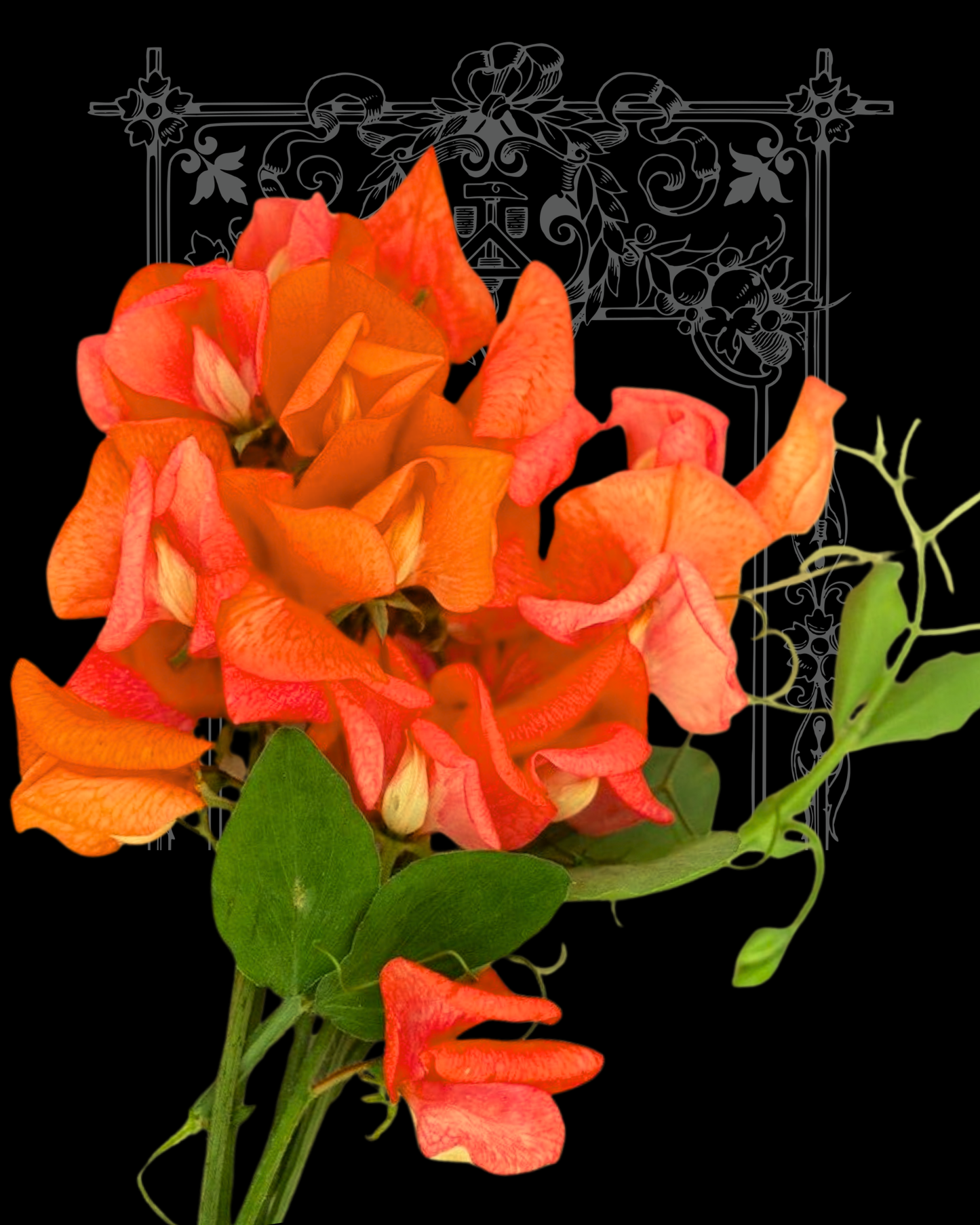 Henry Eckford Sweet Pea Seeds