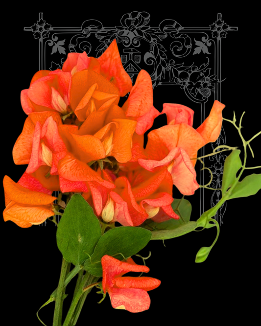 Henry Eckford Sweet Pea Seeds