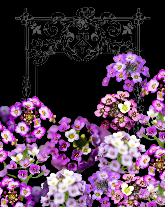 Oriental Night Alyssum Seeds